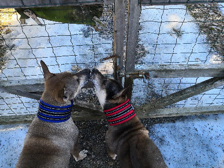Happy Dog -panta klipsillä, 6,5 cm leveä