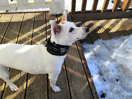 Happy Dog -panta klipsillä, 5,50 cm leveä