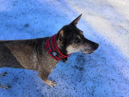 Happy Dog -panta klipsillä, 6,5 cm leveä