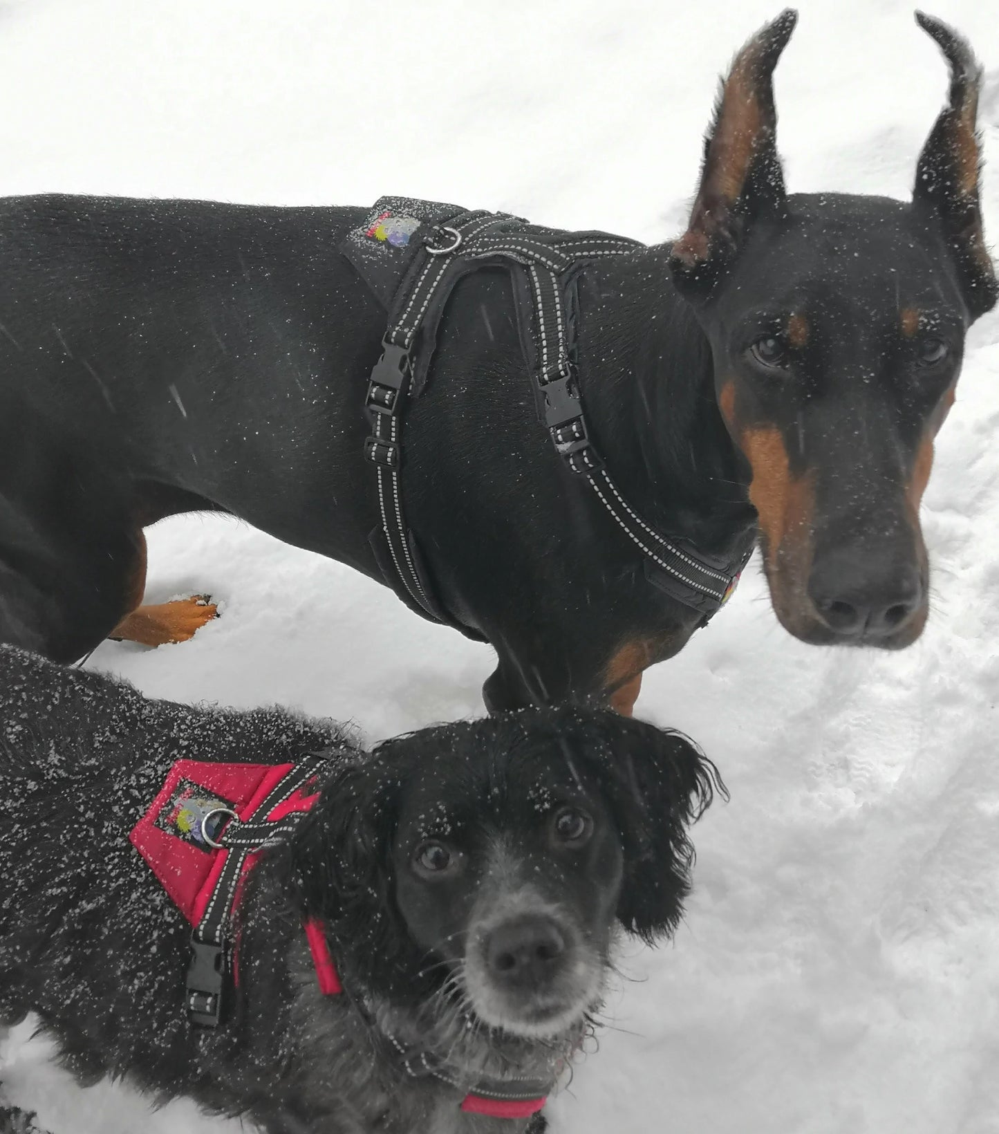 Happy Dog Valjaat – Orginal kokoelma