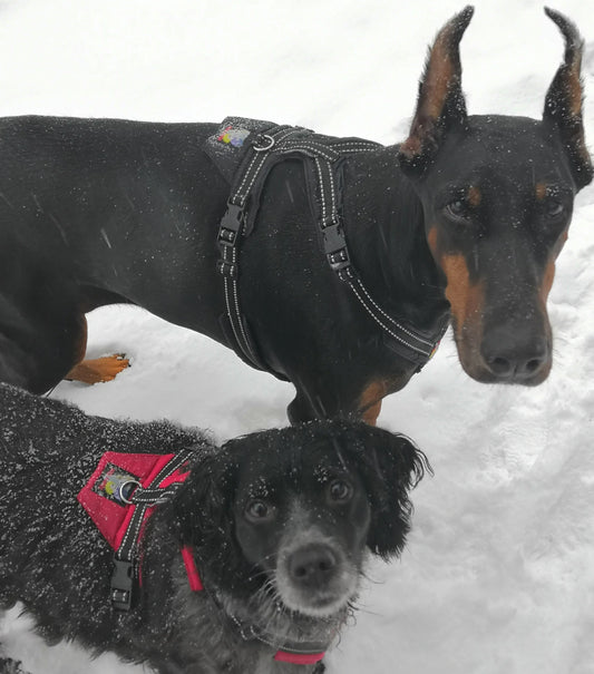 Happy Dog Valjaat – Orginal kokoelma