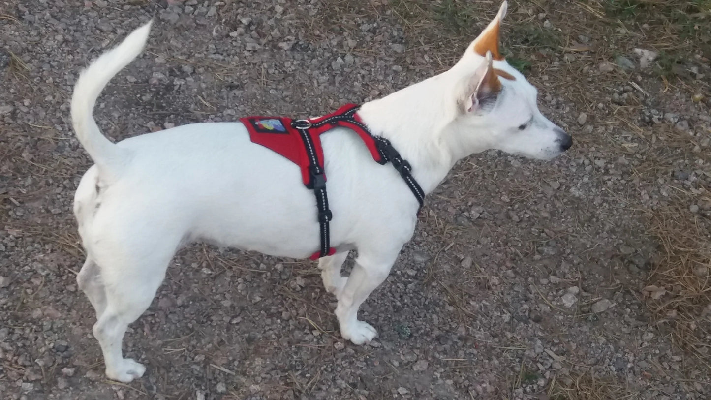 Happy Dog Valjaat – Orginal kokoelma