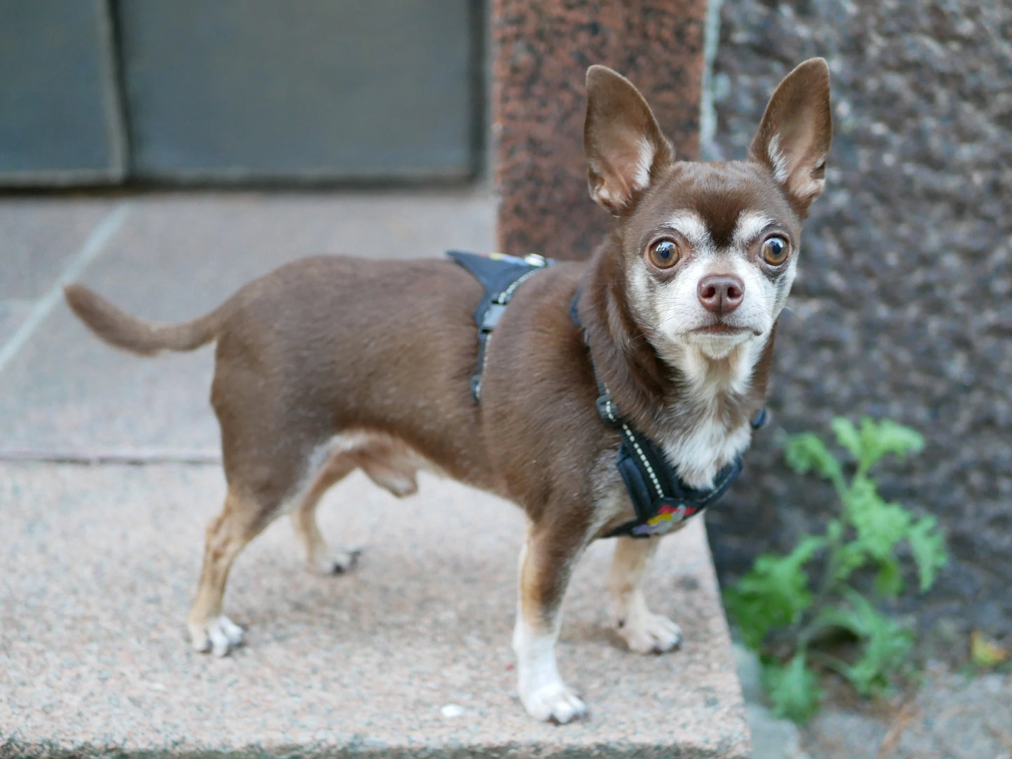 Happy Dog Valjaat – Orginal kokoelma