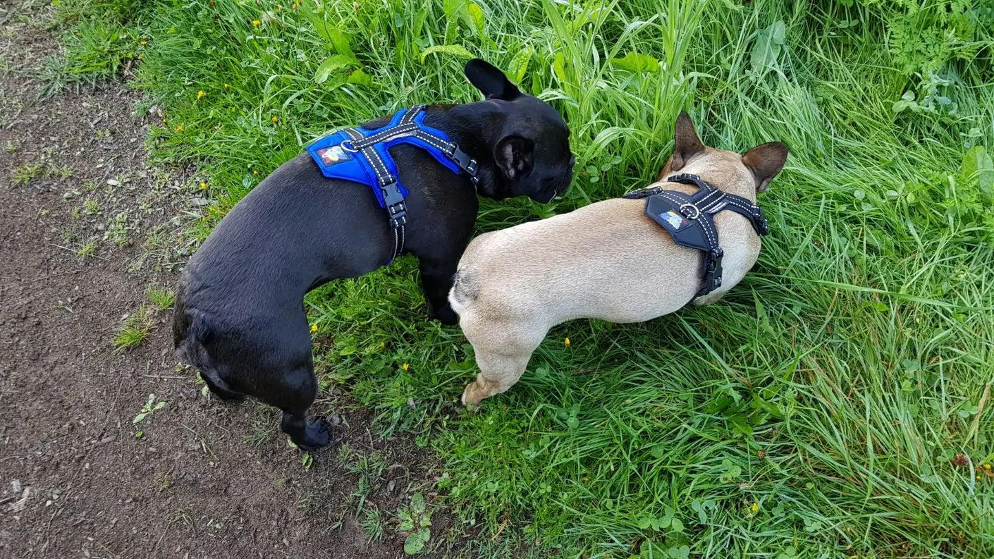 Happy Dog Valjaat – Orginal kokoelma