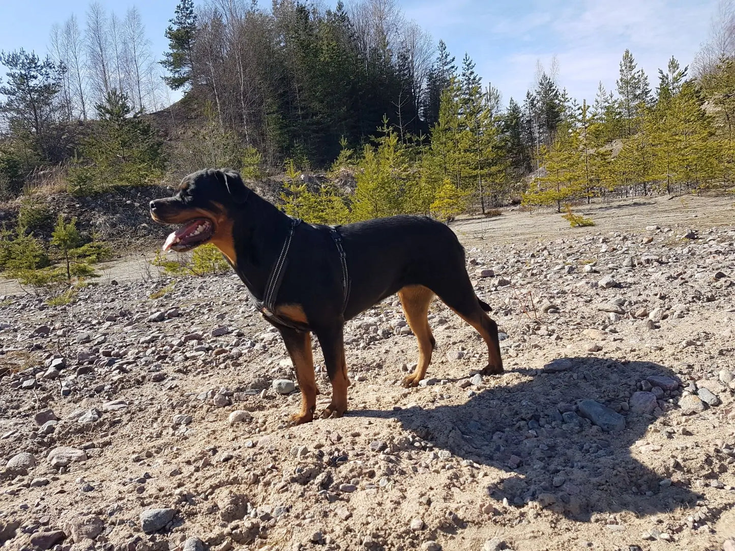 Happy Dog Valjaat – Orginal kokoelma