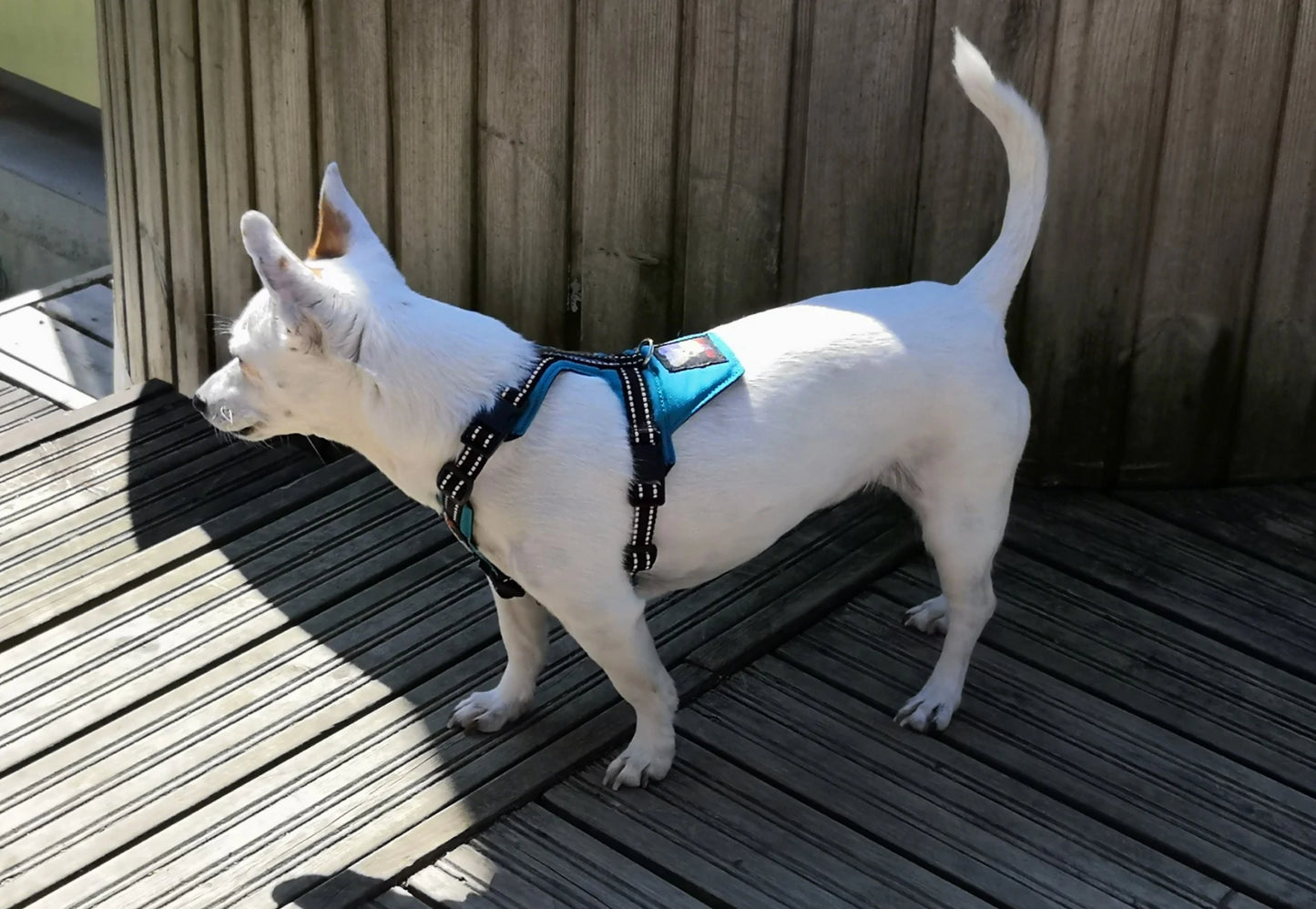 Happy Dog Valjaat – Orginal kokoelma