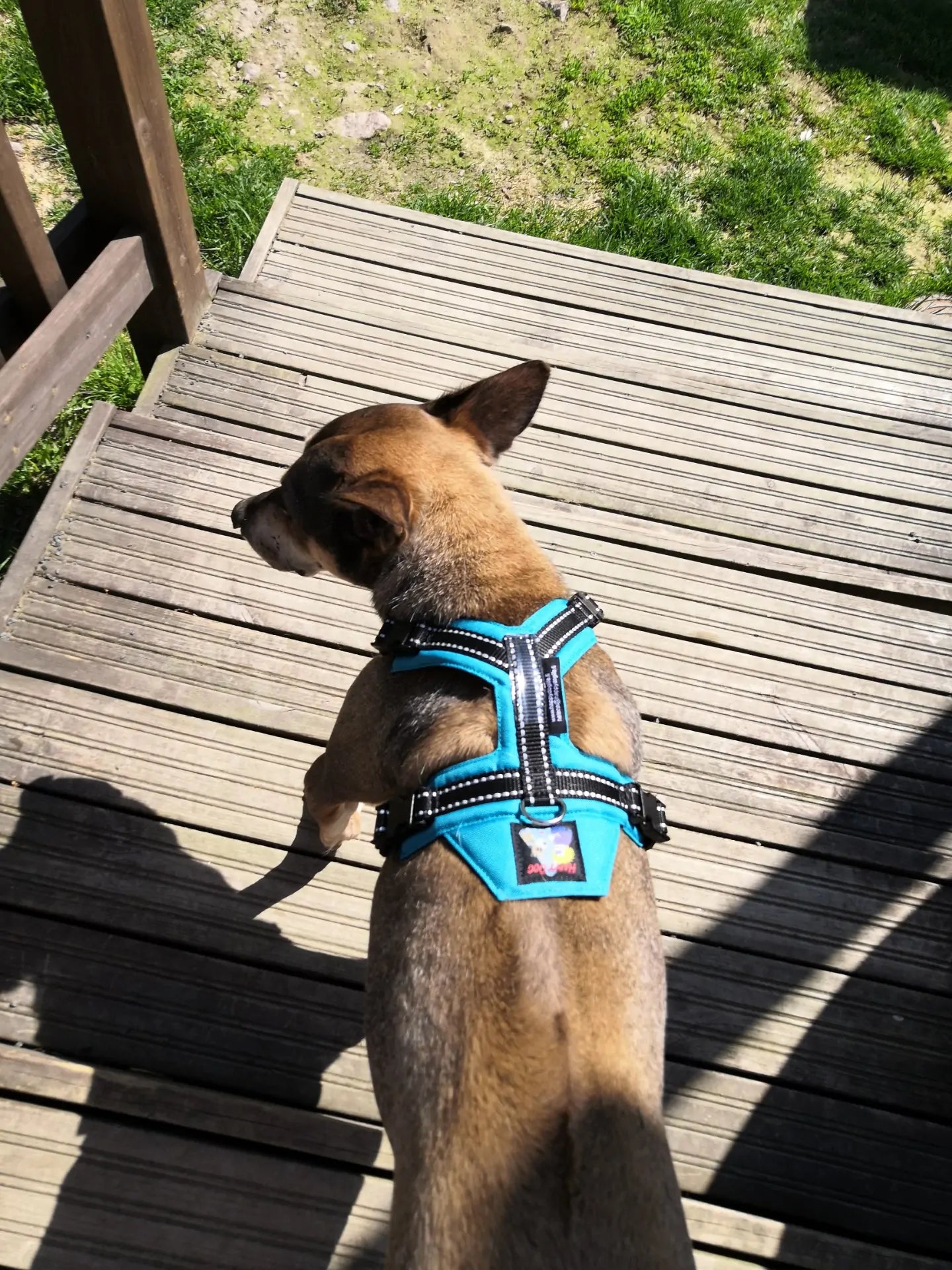 Happy Dog Valjaat – Orginal kokoelma